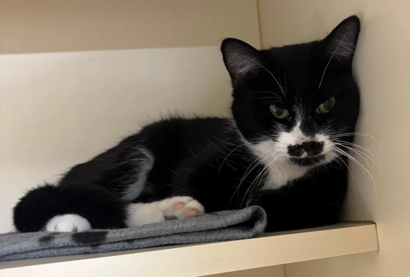 A young medium-sized female Domestic Short Hair cat named Pastachio for adoption in Hastings, MI