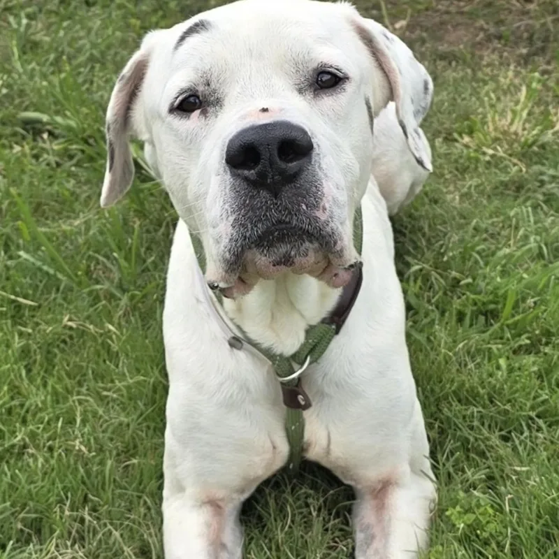 An adult large-sized male Dogo Argentino dog named Casper Handsome for adoption in Sugar Land, TX