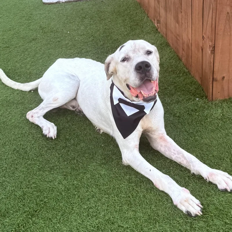 Casper  Handsome  thumbnail 3