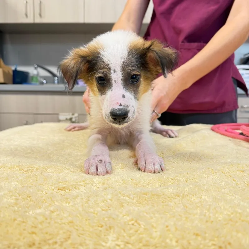 A baby small-sized male Brown / Chocolate Mixed Breed dog named Davis for adoption in Englewood, FL