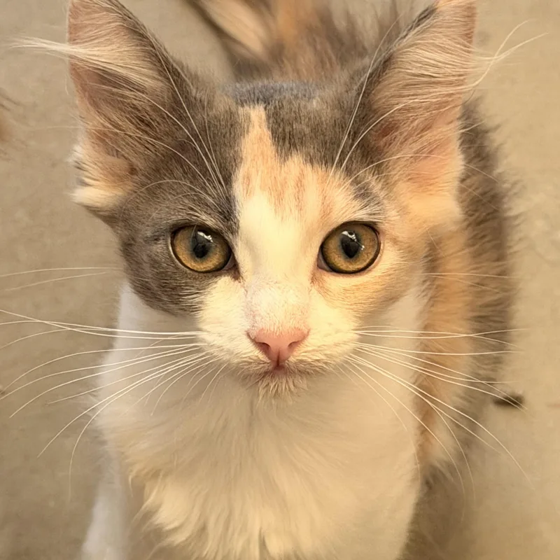 A baby medium-sized female Dilute Calico Domestic Long Hair cat named Valentina for adoption in Norco, CA