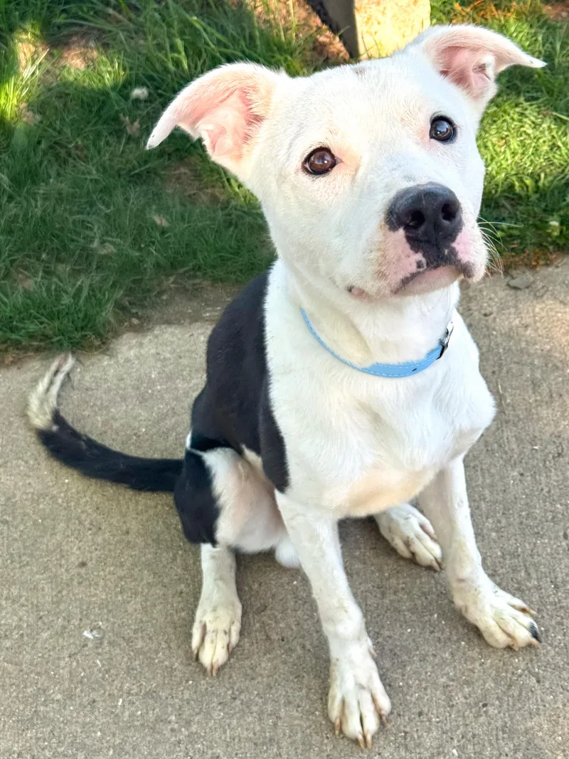 An adult medium-sized male Australian Cattle Dog / Blue Heeler dog named Boston for adoption in Anderson, IN