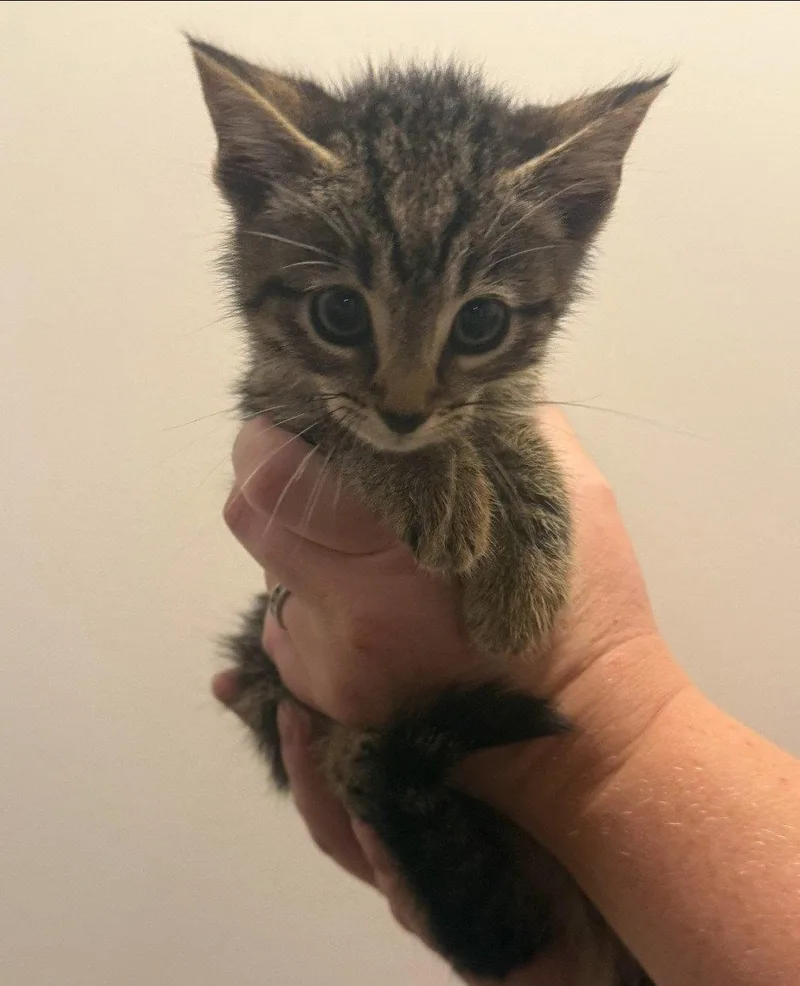 A baby medium-sized male Domestic Short Hair cat named October for adoption in Forest, VA