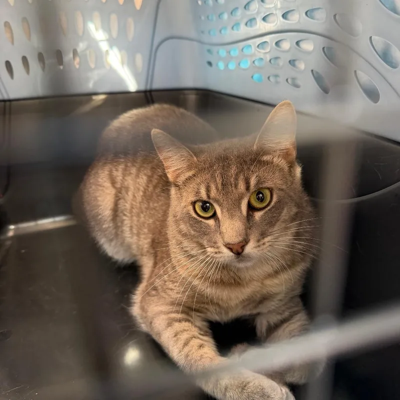 An adult medium-sized male Gray / Blue / Silver Domestic Short Hair cat named Eli for adoption in Gainesville, FL