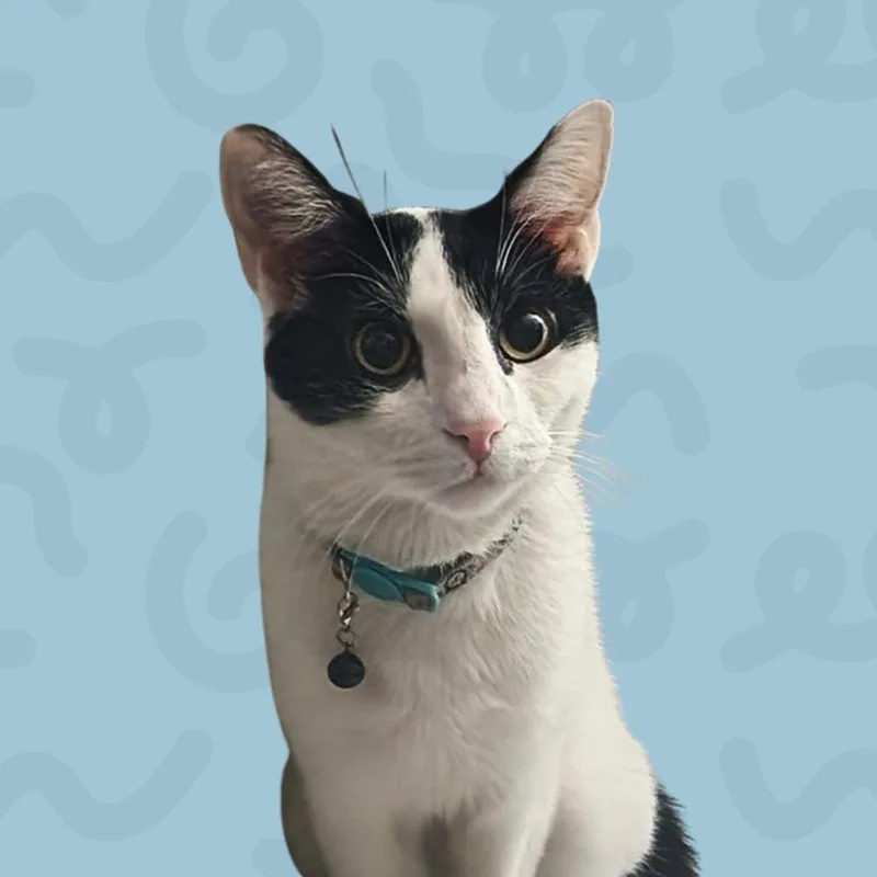 Moo thumbnail 3