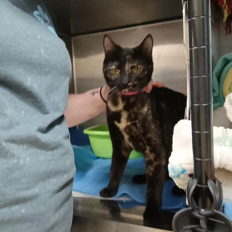 A young medium-sized female Black Domestic Short Hair cat named Sammie for adoption in Ardmore, OK