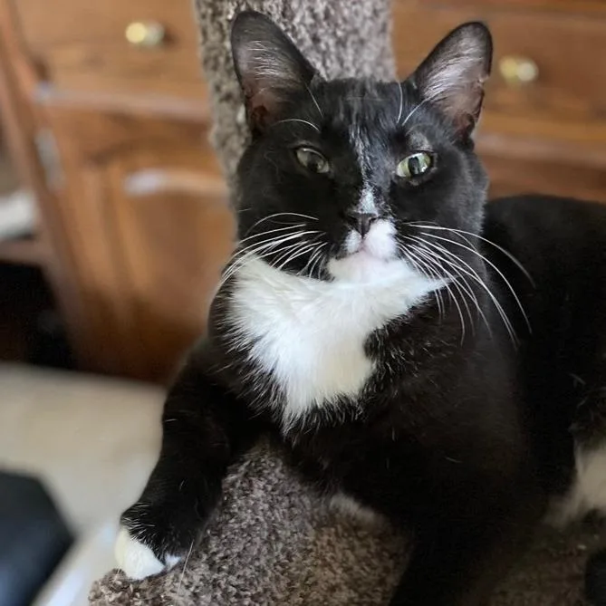 An adult small-sized female Black Domestic Short Hair cat named Minnie for adoption in Goshen, IN