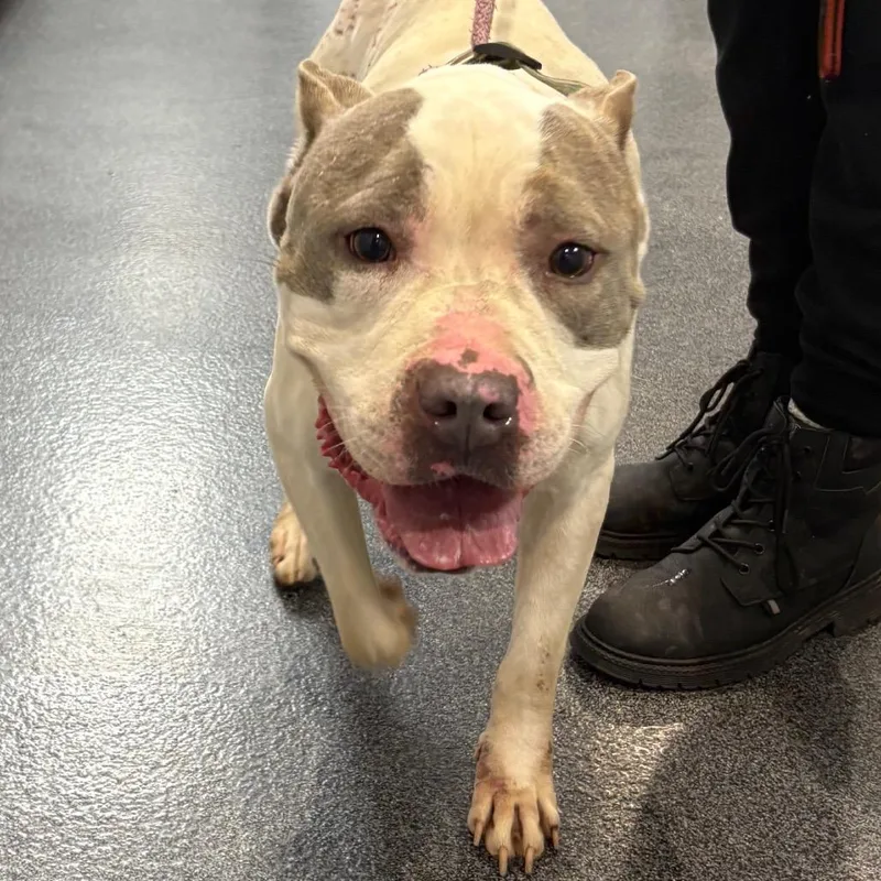 An adult large-sized male White / Cream Mixed Breed dog named Lvhstray for adoption in Allentown, PA