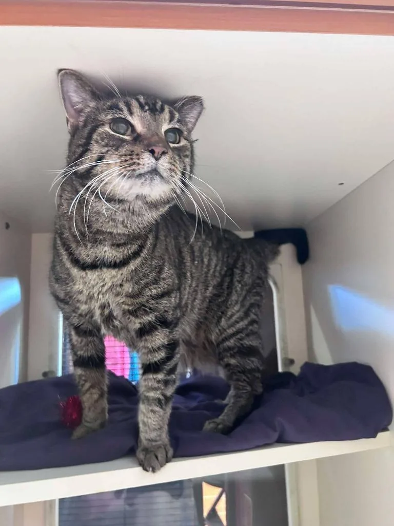A senior medium-sized female Domestic Short Hair cat named Bobby for adoption in Sebastian, FL