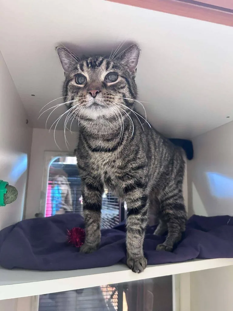 Bobby thumbnail 4