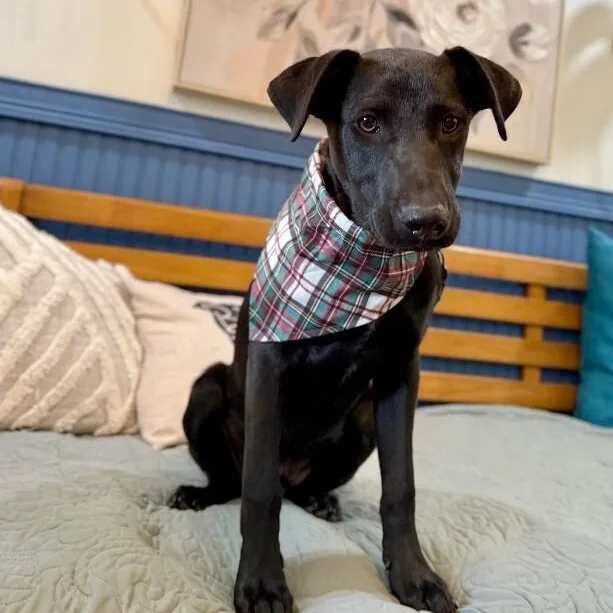 A baby medium-sized male Black Labrador Retriever dog named Chevy Teddy Your Snuggly for adoption in Friendswood, TX