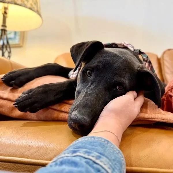 Chevy Teddy Your Snuggly thumbnail 2
