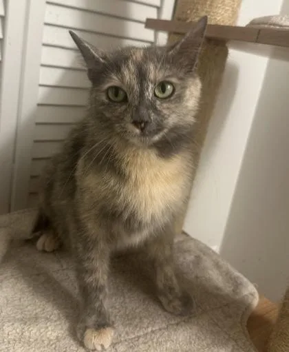A young small-sized female Domestic Short Hair cat named Poppy for adoption in Wilkesboro, NC