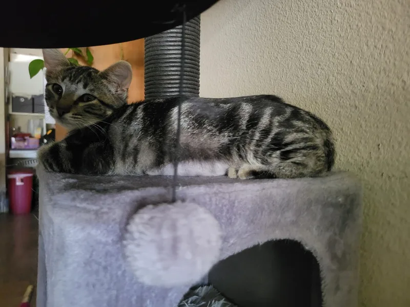 A baby small-sized female Domestic Short Hair cat named Latte for adoption in Dixon, CA