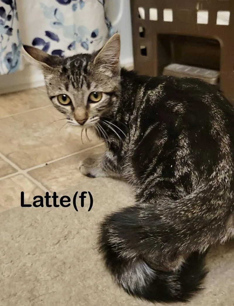 Latte thumbnail 4