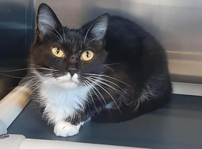 An adult medium-sized female Black & White / Tuxedo Domestic Short Hair cat named Raya for adoption in Georgetown, OH