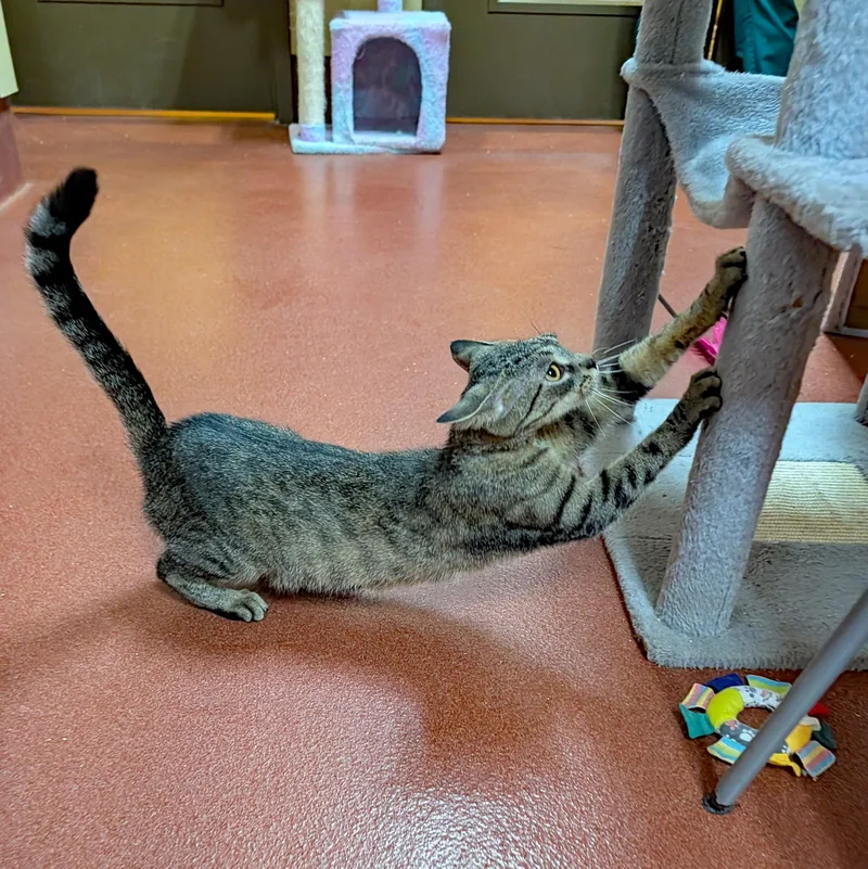 An adult medium-sized female Tabby (Brown / Chocolate) Domestic Short Hair cat named Bessie for adoption in Accident, MD
