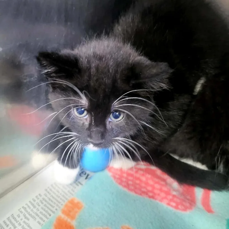 A baby small-sized male Black Domestic Medium Hair cat named Prince for adoption in Belleville, IL