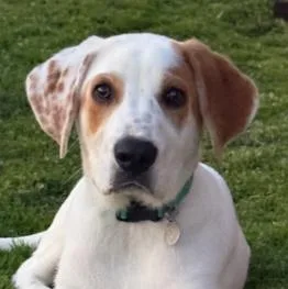 A baby large-sized male White / Cream Great Pyrenees dog named Cody for adoption in Albany, NY