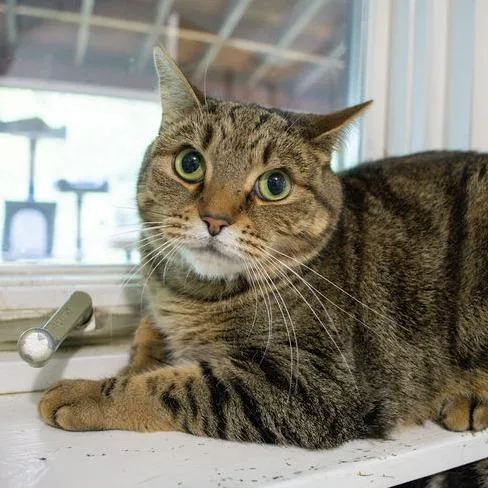 An adult large-sized female Brown / Chocolate Domestic Short Hair cat named Abby for adoption in Brimfield, MA