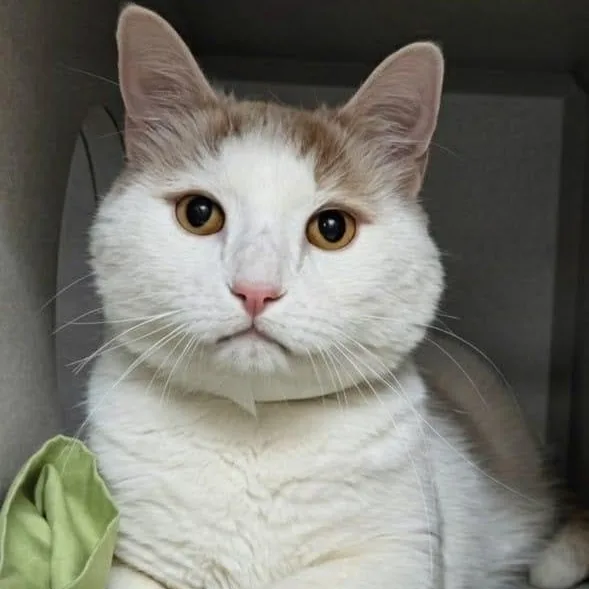 A senior medium-sized male Domestic Short Hair cat named Bo for adoption in New York, NY