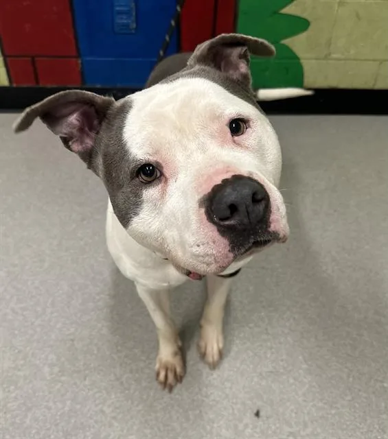 An adult large-sized female Pit Bull Terrier dog named Dolce for adoption in Indianapolis, IN