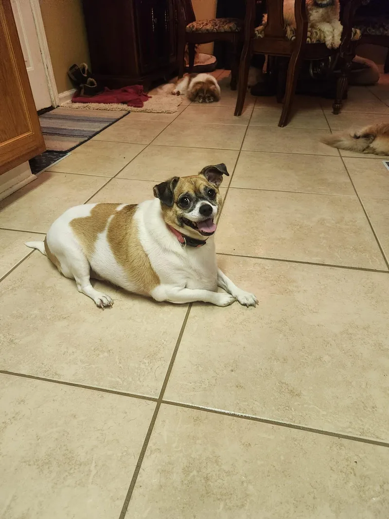 A young small-sized female Chihuahua dog named Trixie Moore for adoption in Saunderstown, RI