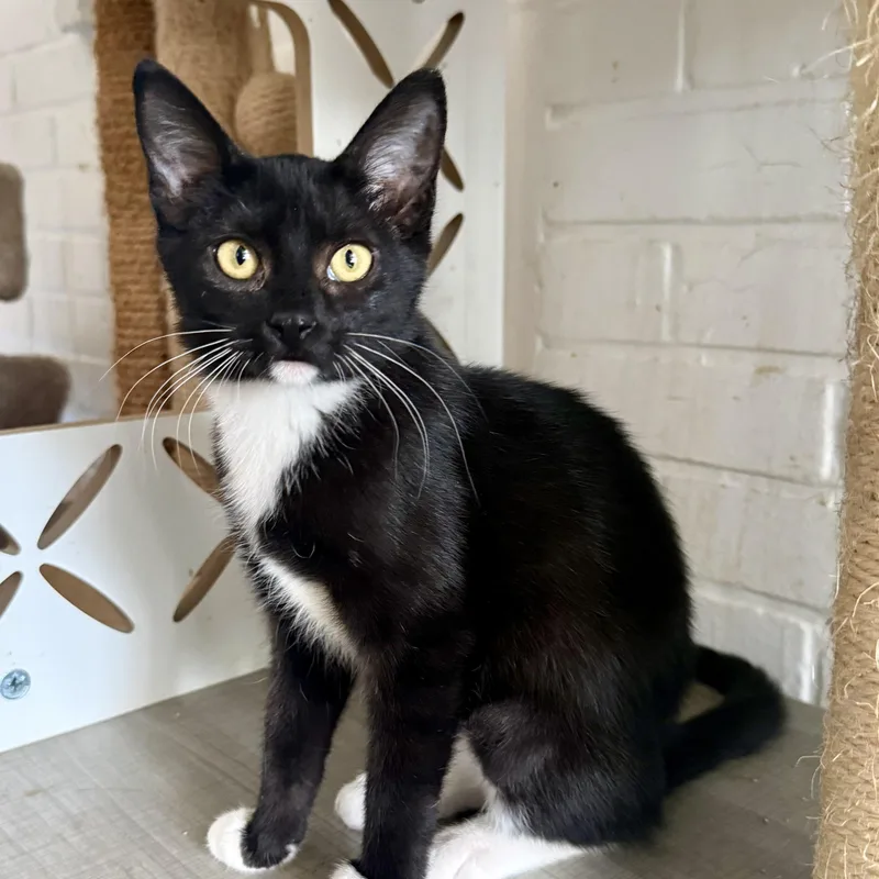 A young medium-sized female Black & White / Tuxedo Domestic Short Hair cat named Scout for adoption in Shreveport, LA
