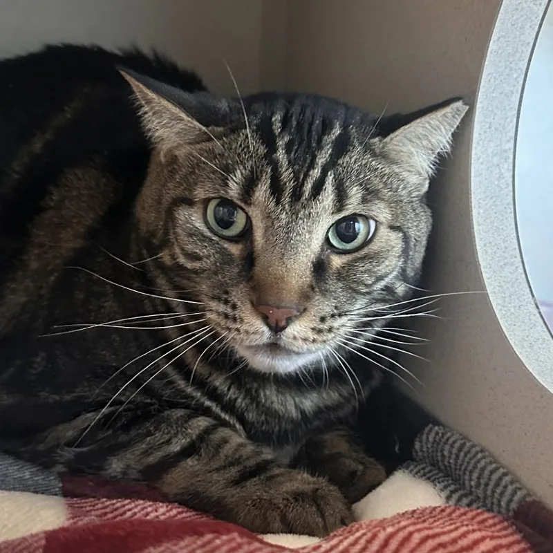 A senior extra large-sized male Black Domestic Medium Hair cat named Hunter for adoption in Reno, NV