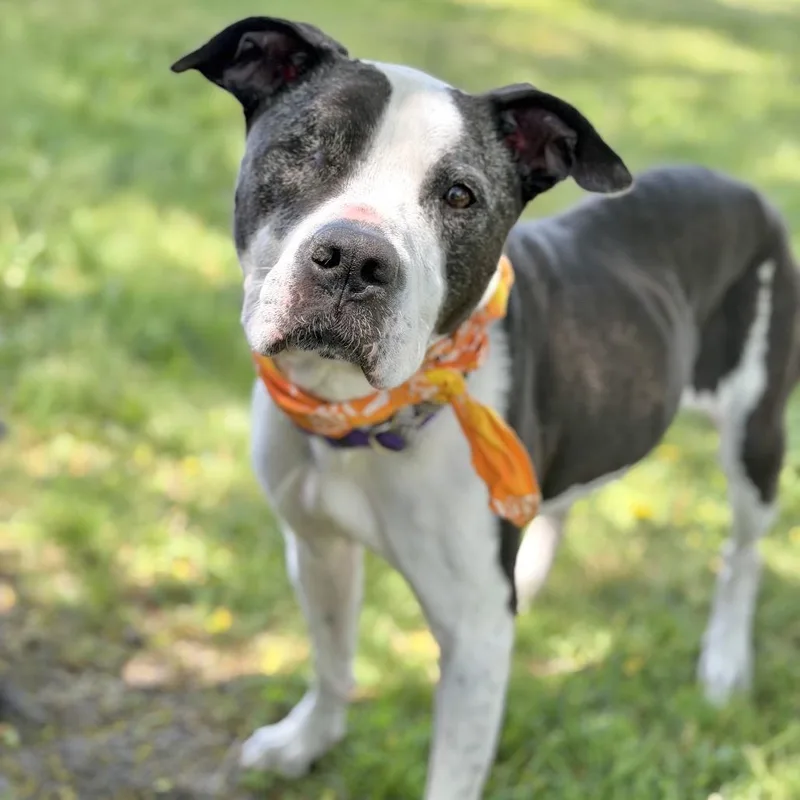 A senior medium-sized female Black Mixed Breed dog named Nova for adoption in DeKalb, IL