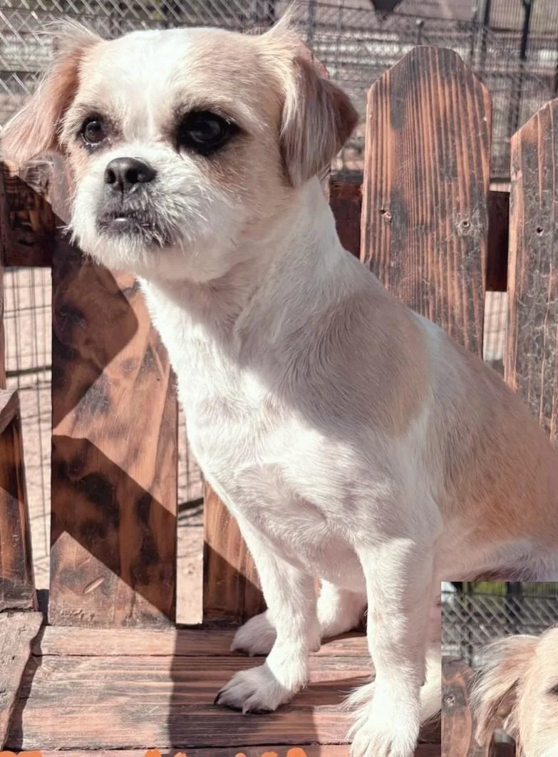 An adult small-sized male Apricot / Beige Shih Tzu dog named Remi for adoption in fort worth, TX