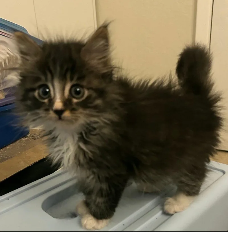 A baby medium-sized male Tabby cat named Emmett for adoption in Campbell, CA