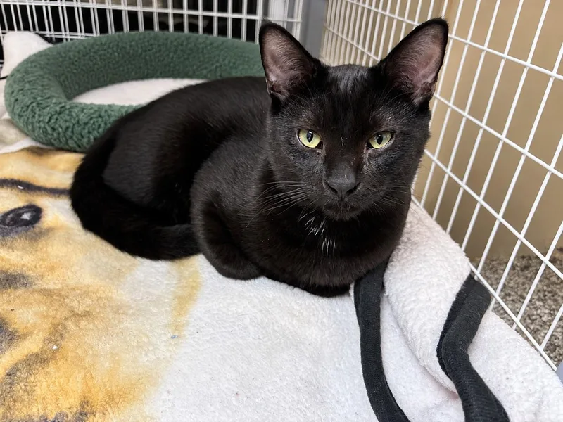 A baby medium-sized female Black Domestic Short Hair cat named Echo for adoption in Lodi, CA