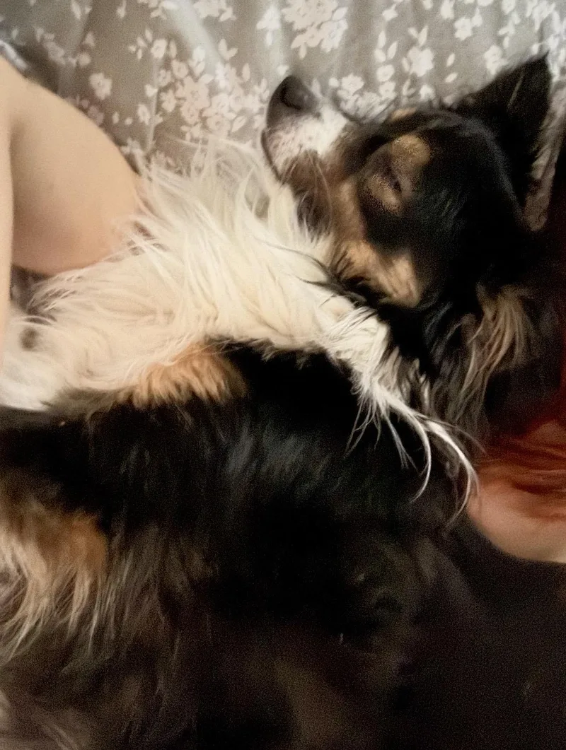 A young medium-sized male Australian Shepherd dog named Mini Aussie. Pounds for adoption in Northwood, OH