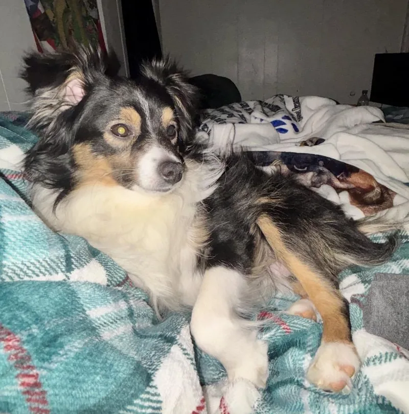 Mini Aussie.  Pounds thumbnail 2
