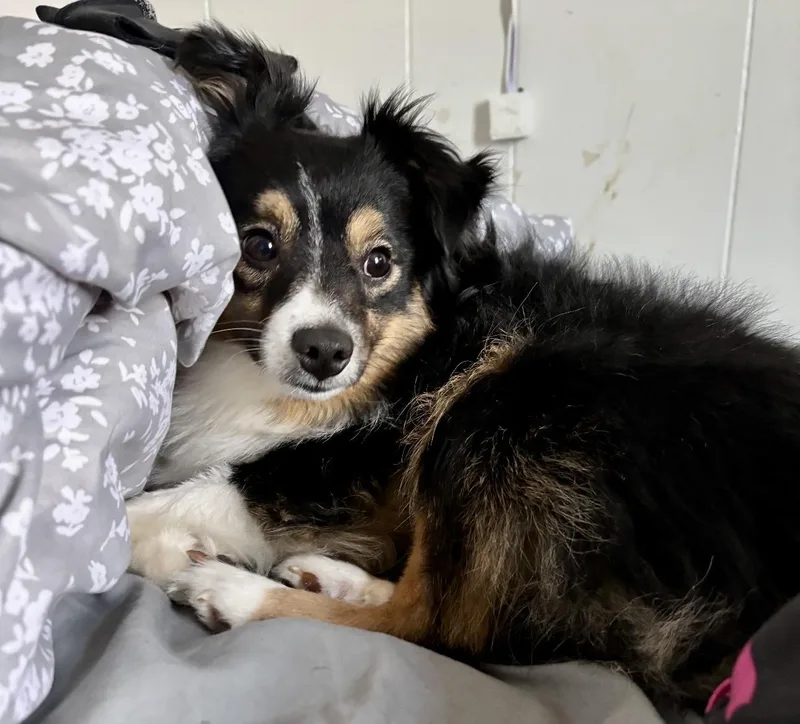 Mini Aussie.  Pounds thumbnail 3