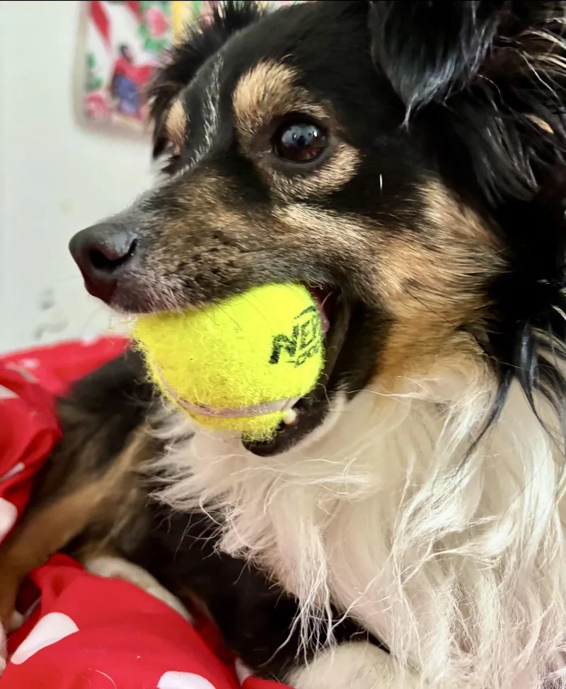 Mini Aussie.  Pounds thumbnail 4