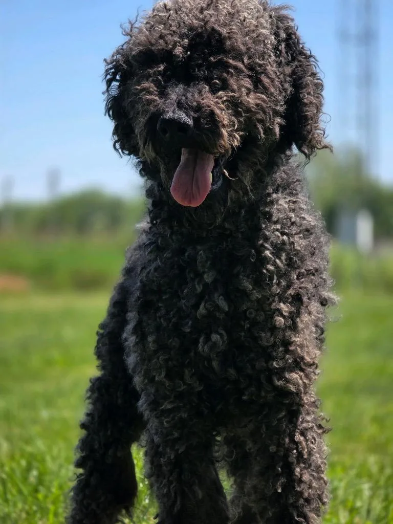 A young medium-sized male Poodle dog named Fido for adoption in Huntington, IN