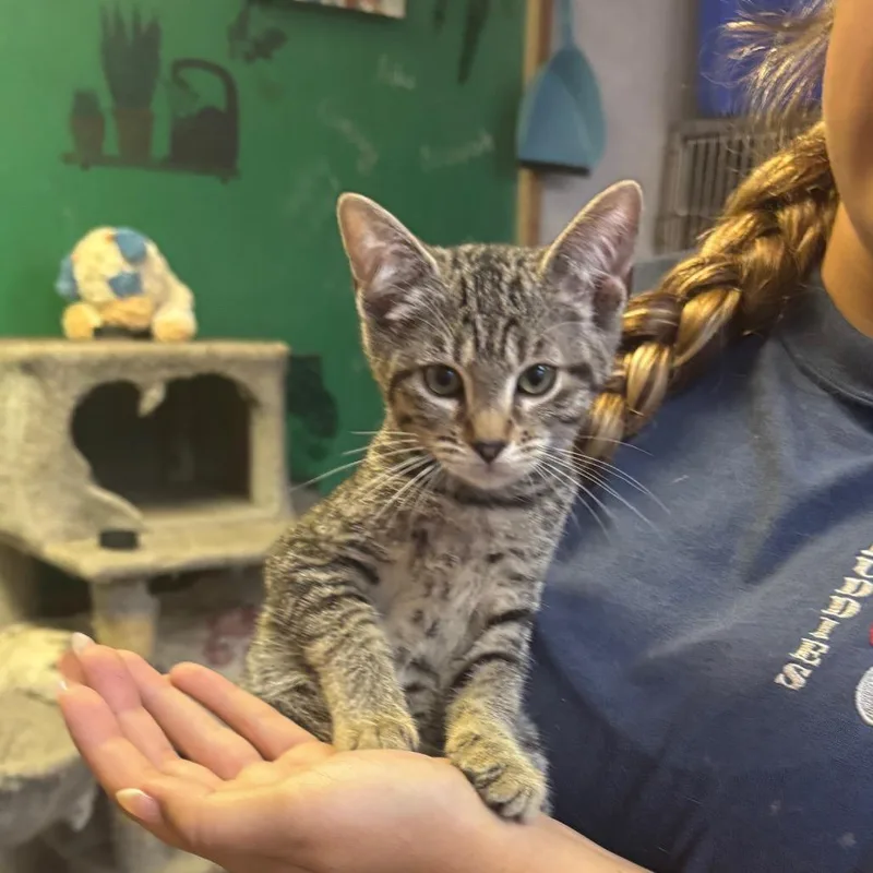 A baby small-sized female Brown / Chocolate Domestic Short Hair cat named Bandit for adoption in Hinesville, GA