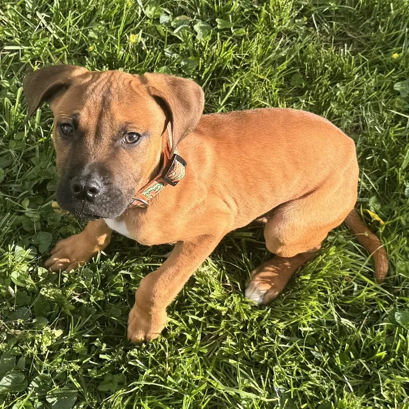 A baby medium-sized male Yellow / Tan / Blond / Fawn Mixed Breed dog named Charlie for adoption in Cincinnati, OH