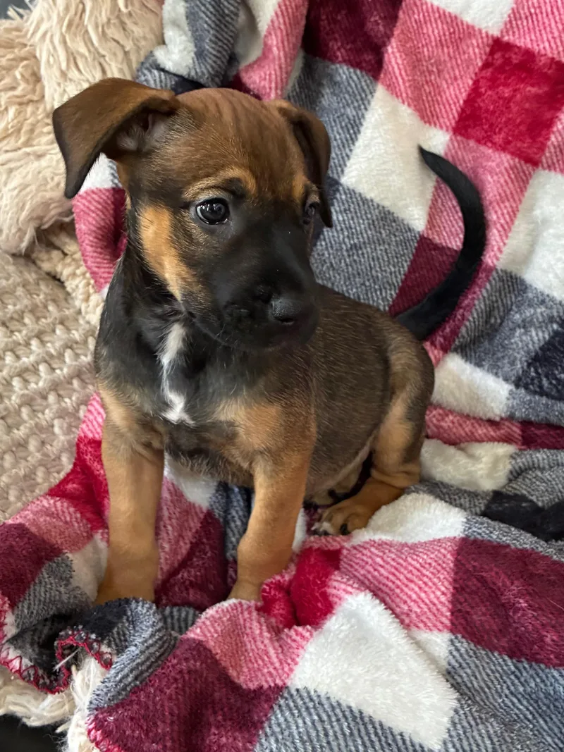 A baby medium-sized female Shepherd dog named Ginny for adoption in Fort Collins, CO