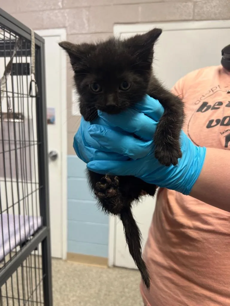 A baby small-sized male Domestic Short Hair cat named Lynx for adoption in Blountville, TN