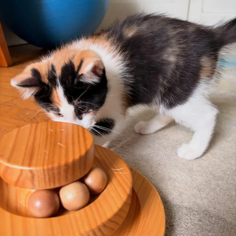 A baby medium-sized female Calico Domestic Short Hair cat named Daphne for adoption in Chicago, IL