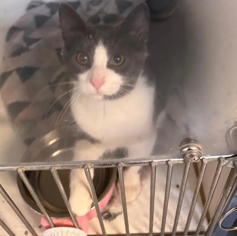 A baby small-sized male Domestic Medium Hair cat named Ray for adoption in Crandon, WI