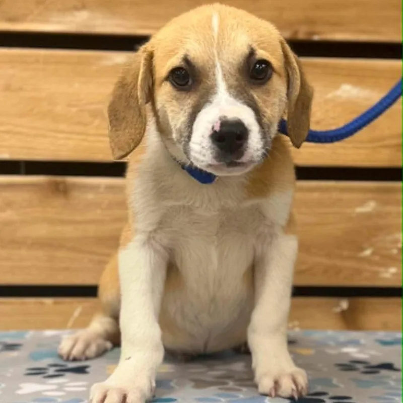 A baby medium-sized male Yellow / Tan / Blond / Fawn Beagle dog named David II for adoption in Mount Pleasant, TX