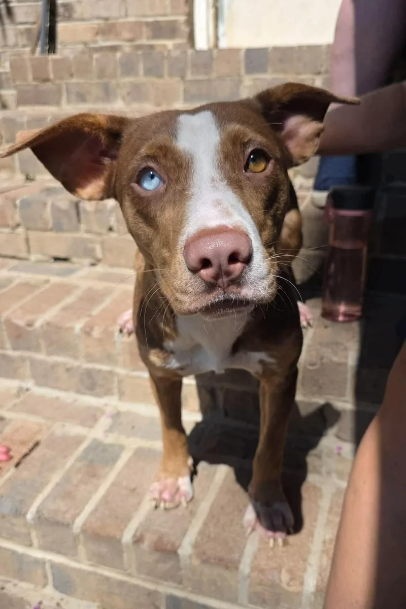 A baby medium-sized female Mixed Breed dog named Annabelle for adoption in Holbrook, NY