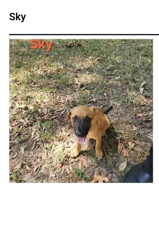 A baby small-sized female Black Mouth Cur dog named Sky for adoption in Westport, CT