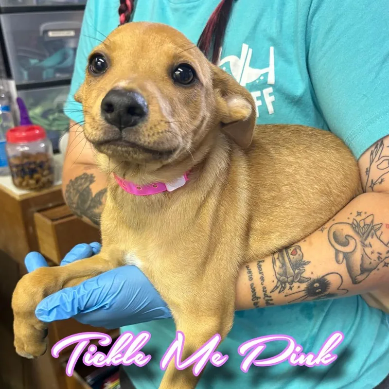 A baby medium-sized female Shepherd dog named Tickle Me Pink for adoption in Hillsboro, OH