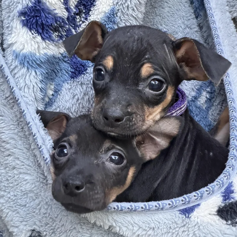 A baby small-sized female Miniature Pinscher dog named Zuzu for adoption in Jeffersonville, IN
