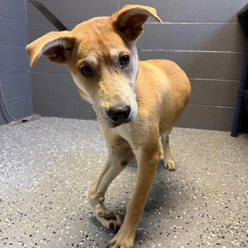 A young medium-sized male Yellow / Tan / Blond / Fawn Shepherd dog named Tuscstray for adoption in Tuscaloosa, AL